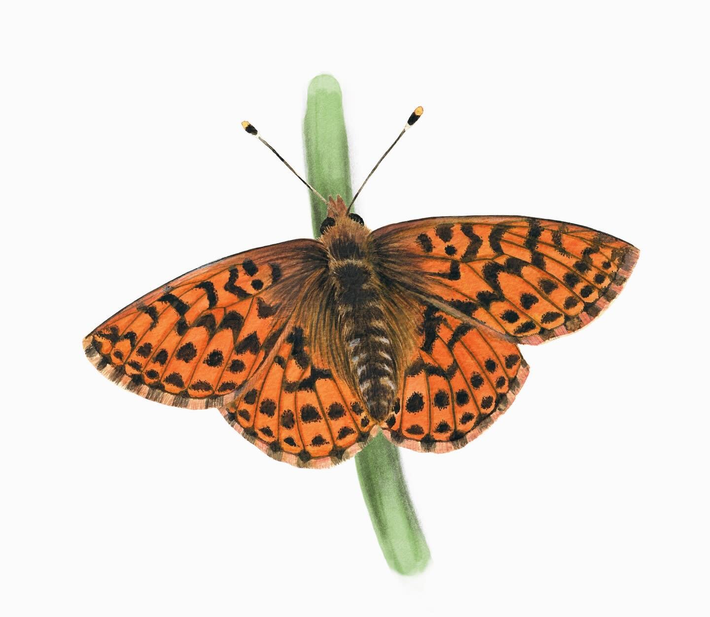 Belette aux perce-neige