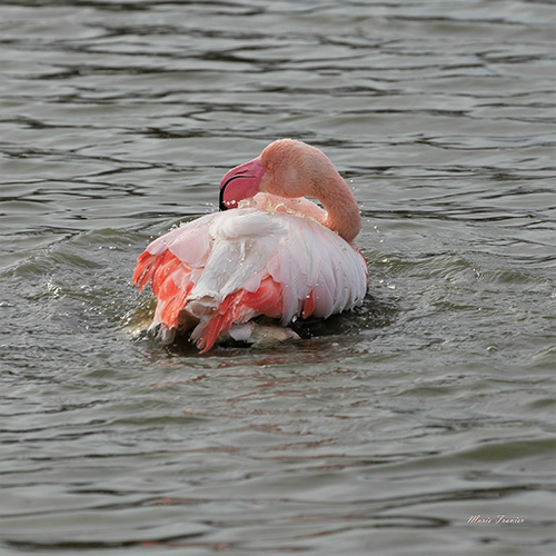Flamants roses de Marie Travier