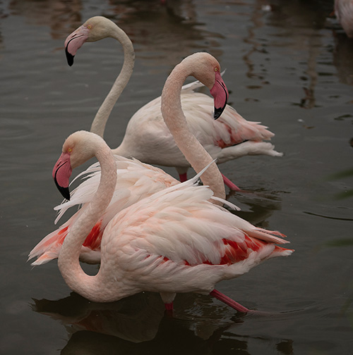 Photo Flamants rose Marie Traviers