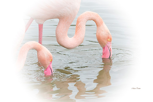 Photo de Marie Travier Flamants roses